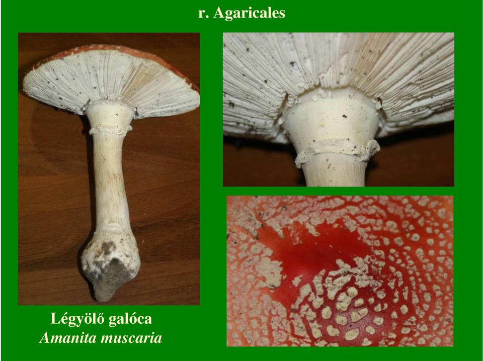 Amanita