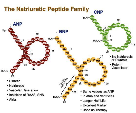 NATRIURETICUS PEPTIDEK BNP jobban korrelál a szívelégtelenséggel, mint az ANP.