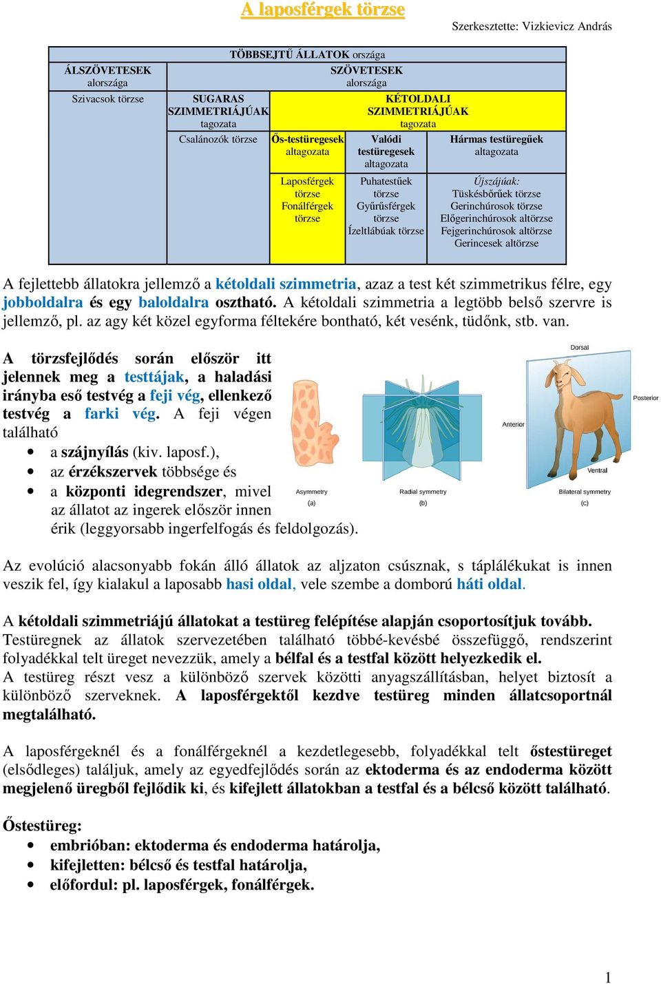 Előgerinchúrosok al Fejgerinchúrosok al Gerincesek al A fejlettebb állatokra jellemző a kétoldali szimmetria, azaz a test két szimmetrikus félre, egy jobboldalra és egy baloldalra osztható.