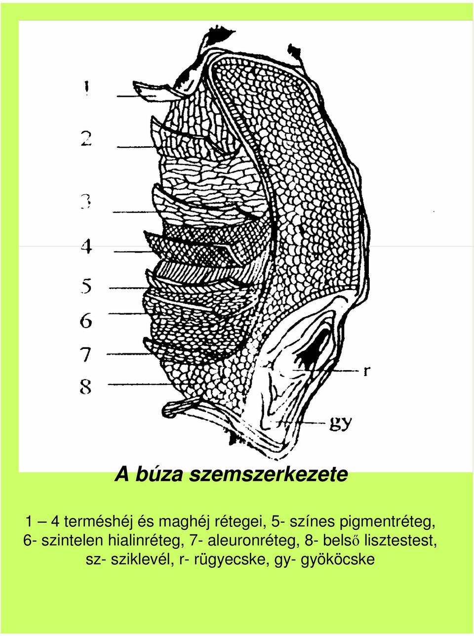 hialinréteg, 7- aleuronréteg, 8- bels