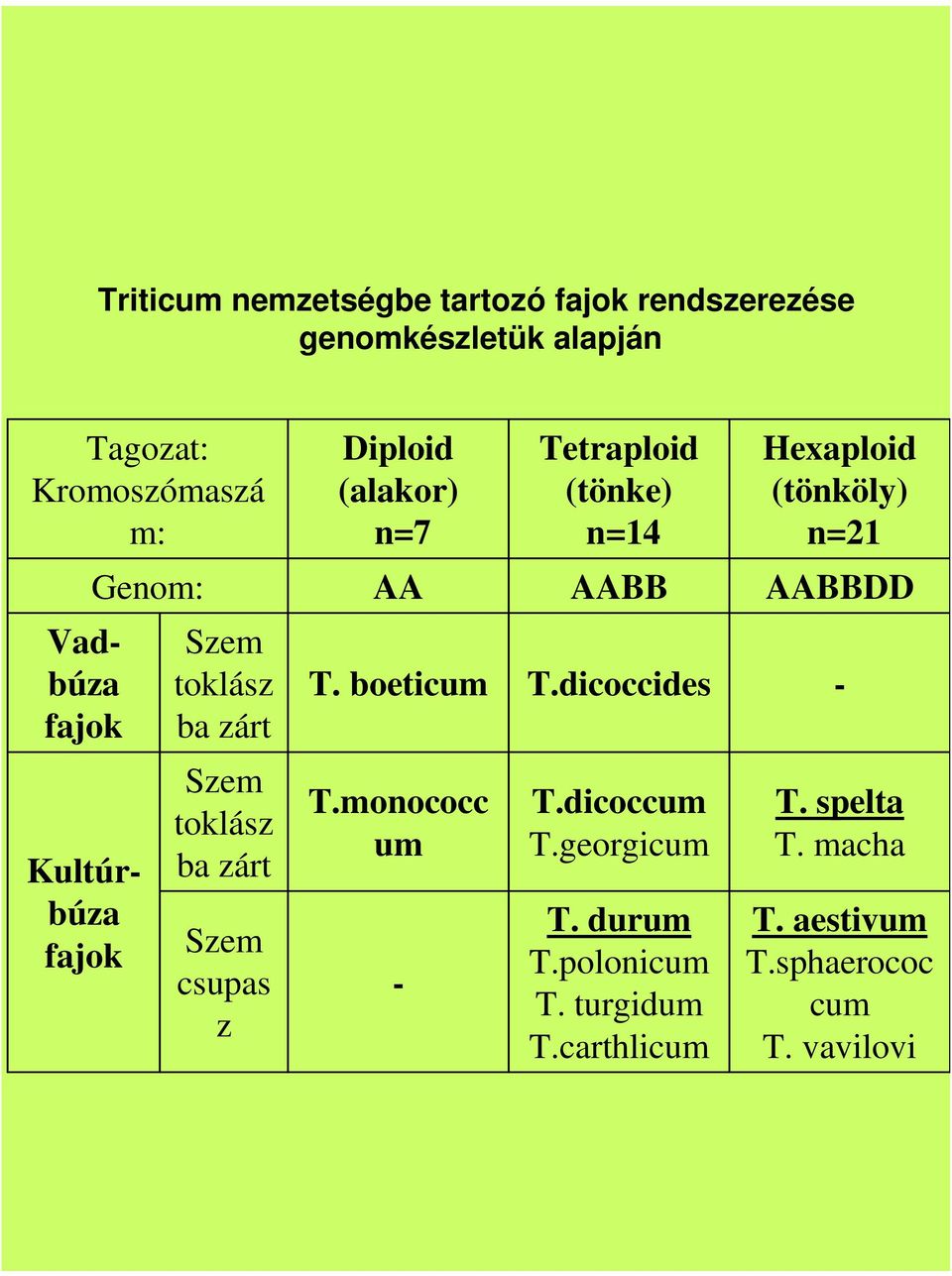 ba zárt T. boeticum T.dicoccides - Kultúrbúza fajok Szem toklász ba zárt Szem csupas z T.monococc um - T.