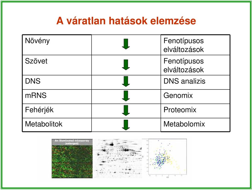 Fenotípusos elváltozások Fenotípusos