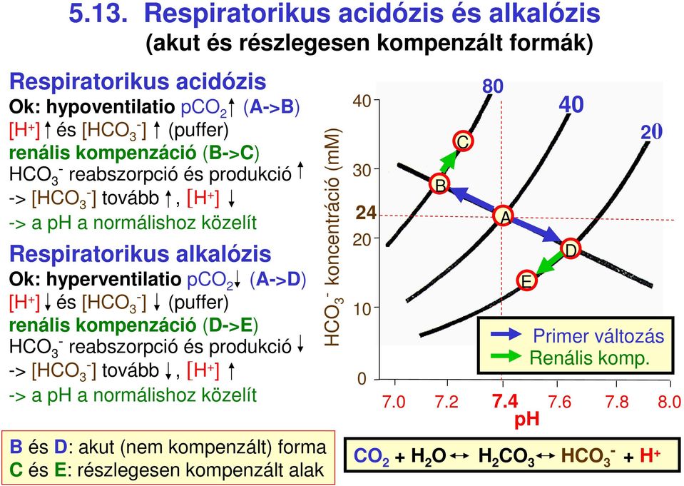 [H ] és [HCO 3 ] (puffer) renális kompenzáció (D>E) HCO 3 reabszorpció és produkció > [HCO 3 ] tovább, [H ] > a ph a normálishoz közelít B és D: akut (nem kompenzált)