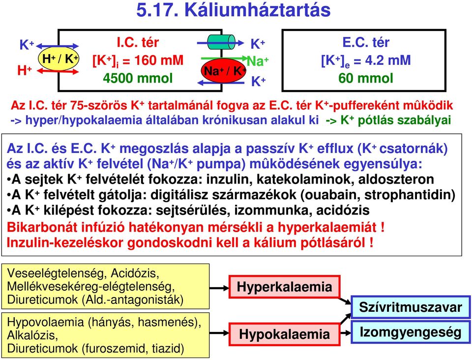 felvételt gátolja: digitálisz származékok (ouabain, strophantidin) A K kilépést fokozza: sejtsérülés, izommunka, acidózis Bikarbonát infúzió hatékonyan mérsékli a hyperkalaemiát!