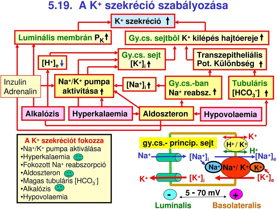 Tubuláris [ ] Alkalózis Hyperkalaemia Aldoszteron Hypovolaemia A K szekréciót fokozza Na /K pumpa aktiválása Hyperkalaemia Fokozott Na