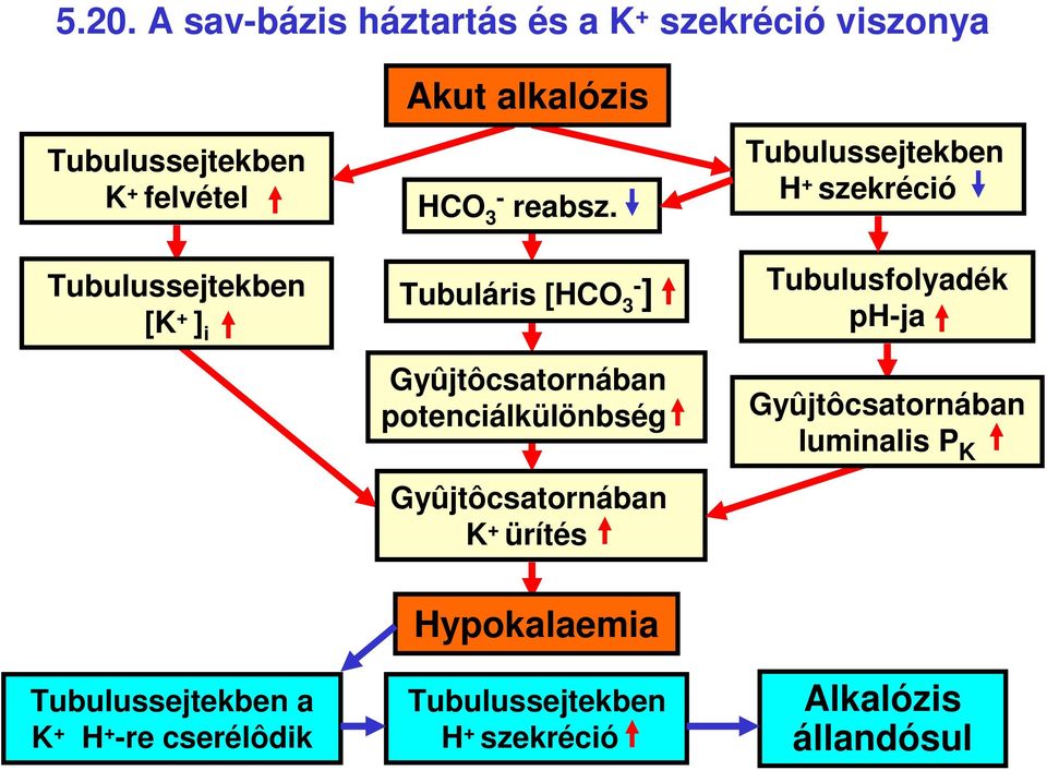 Tubuláris [ ] Gyûjtôcsatornában potenciálkülönbség Gyûjtôcsatornában K ürítés Tubulussejtekben H