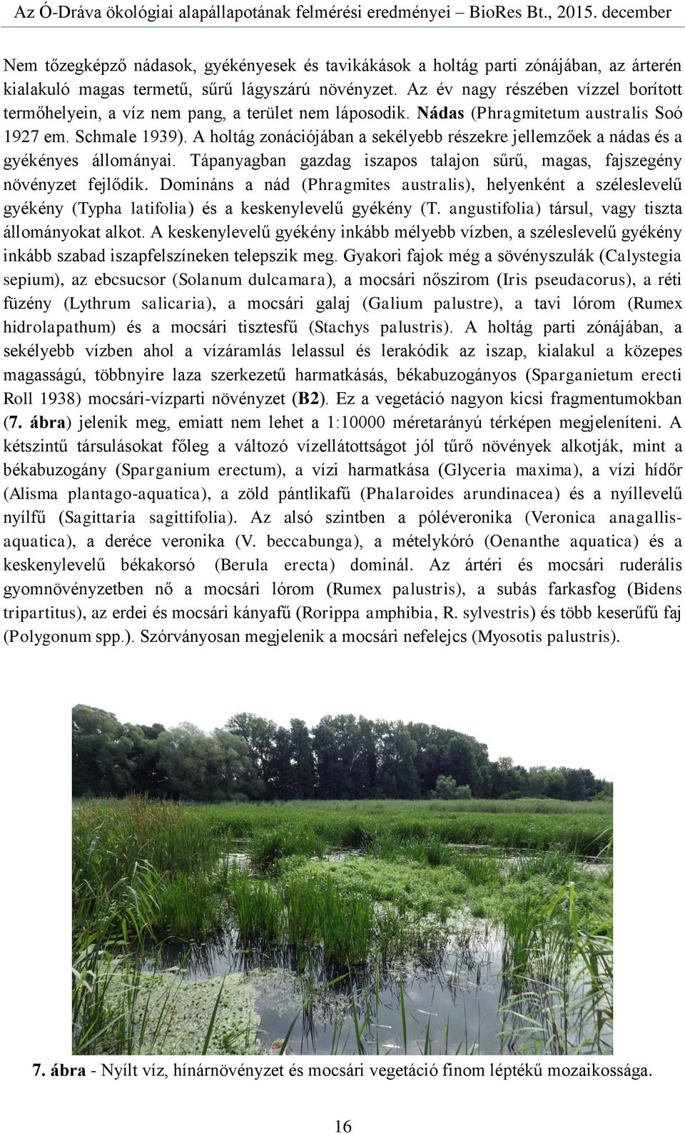 A holtág zonációjában a sekélyebb részekre jellemzőek a nádas és a gyékényes állományai. Tápanyagban gazdag iszapos talajon sűrű, magas, fajszegény növényzet fejlődik.