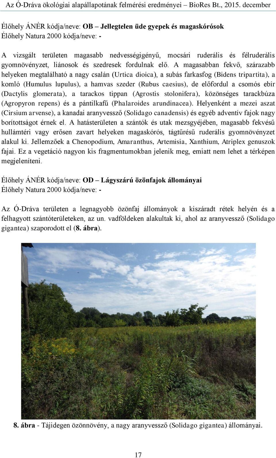 A magasabban fekvő, szárazabb helyeken megtalálható a nagy csalán (Urtica dioica), a subás farkasfog (Bidens tripartita), a komló (Humulus lupulus), a hamvas szeder (Rubus caesius), de előfordul a