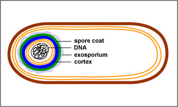 Endospóra