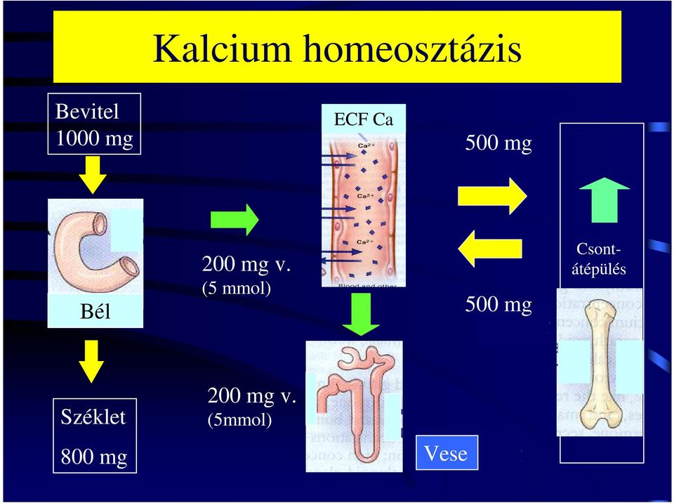 (5 mmol) 500 mg 500 mg Csontátépülés