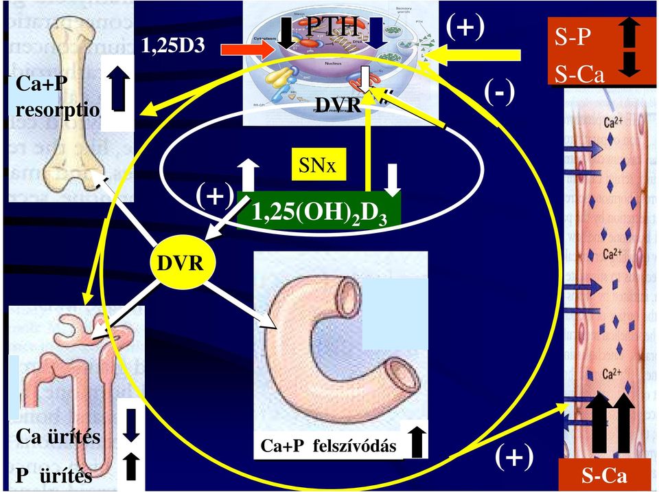1,25(OH) 2 D 3 DVR Ca ürítés