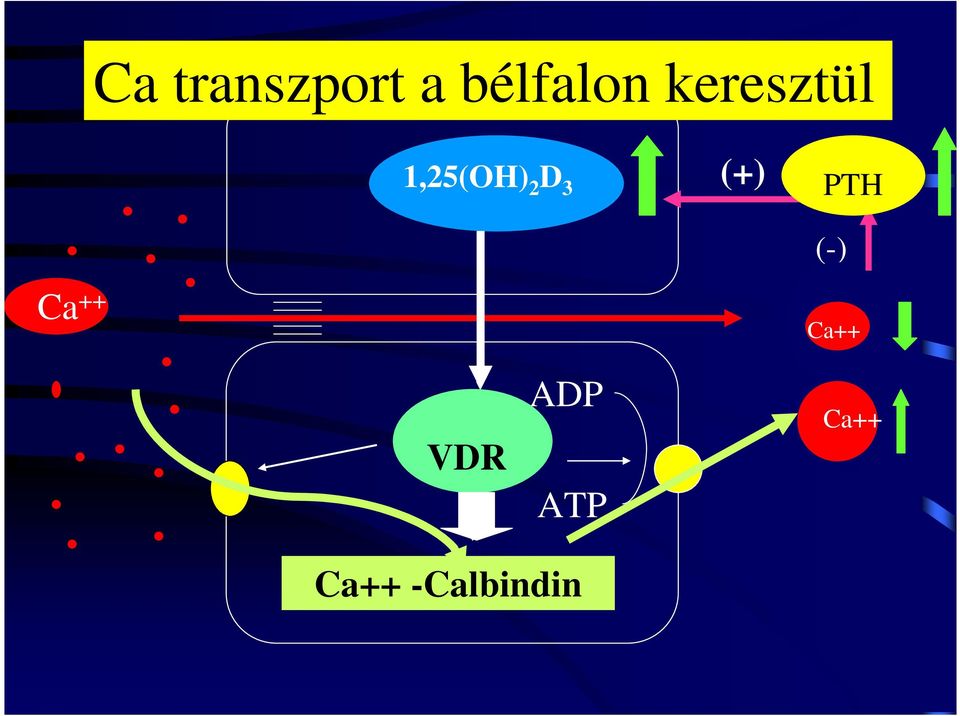 PTH PTH (-) Ca ++ Ca ++ Ca++ DVR