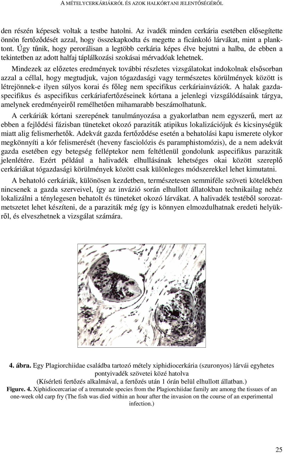 Úgy tőnik, hogy perorálisan a legtöbb cerkária képes élve bejutni a halba, de ebben a tekintetben az adott halfaj táplálkozási szokásai mérvadóak lehetnek.