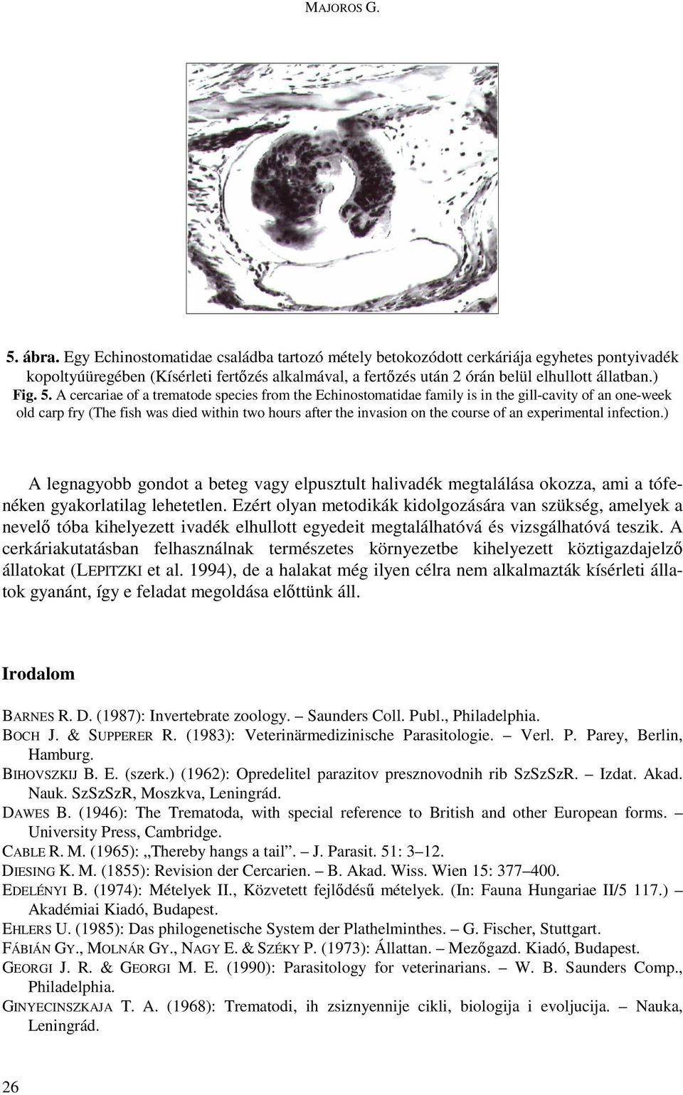 A cercariae of a trematode species from the Echinostomatidae family is in the gill-cavity of an one-week old carp fry (The fish was died within two hours after the invasion on the course of an