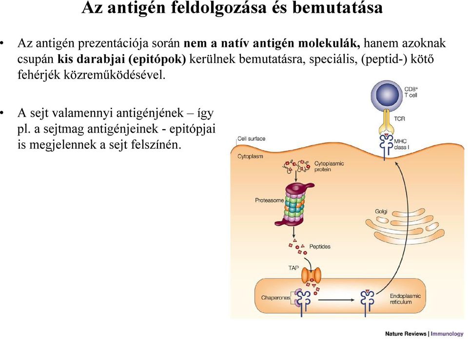 bemutatásra, speciális, (peptid-) kötő fehérjék közreműködésével.