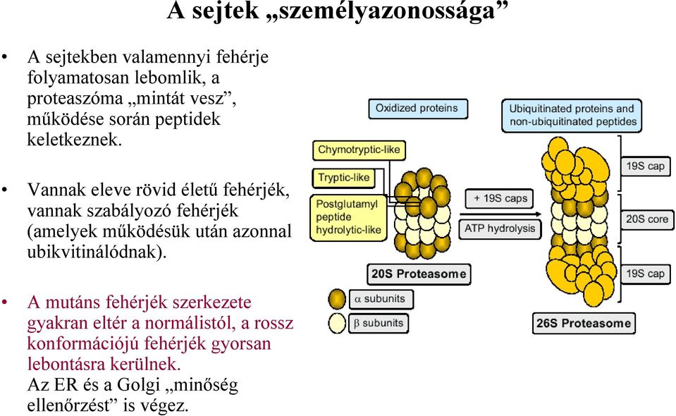 Vannak eleve rövid életű fehérjék, vannak szabályozó fehérjék (amelyek működésük után azonnal