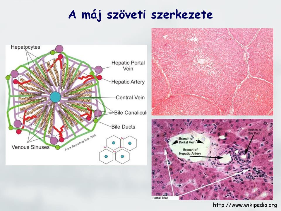 szerkezete