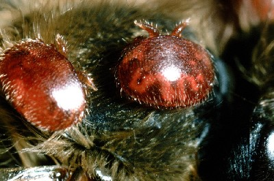 A Varroa- atka biológiája A felnőtt nőstény Varroa- atka egyedek 1,1 x 1,6 mm-ek, A hímivarú Varroa- atka egyedek kisebbek a nőivarúaknál.