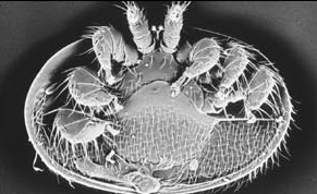 A Varroa- atka biológiája Kifejletlen