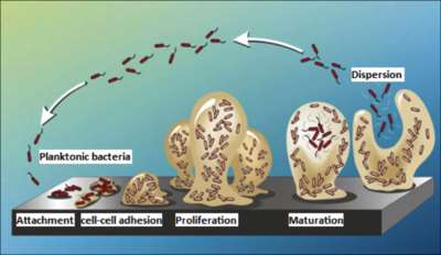 Virulencia faktorok IV. Biofilm képzés pl.