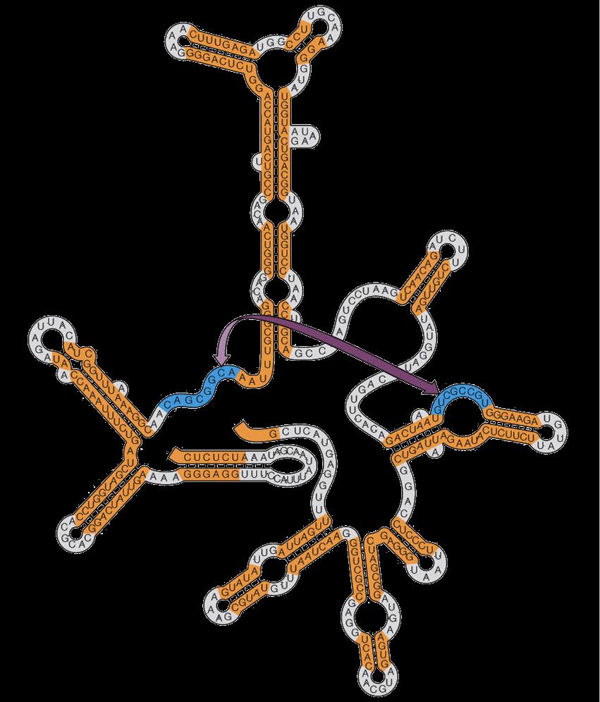 Az RNS szerkezete 3.