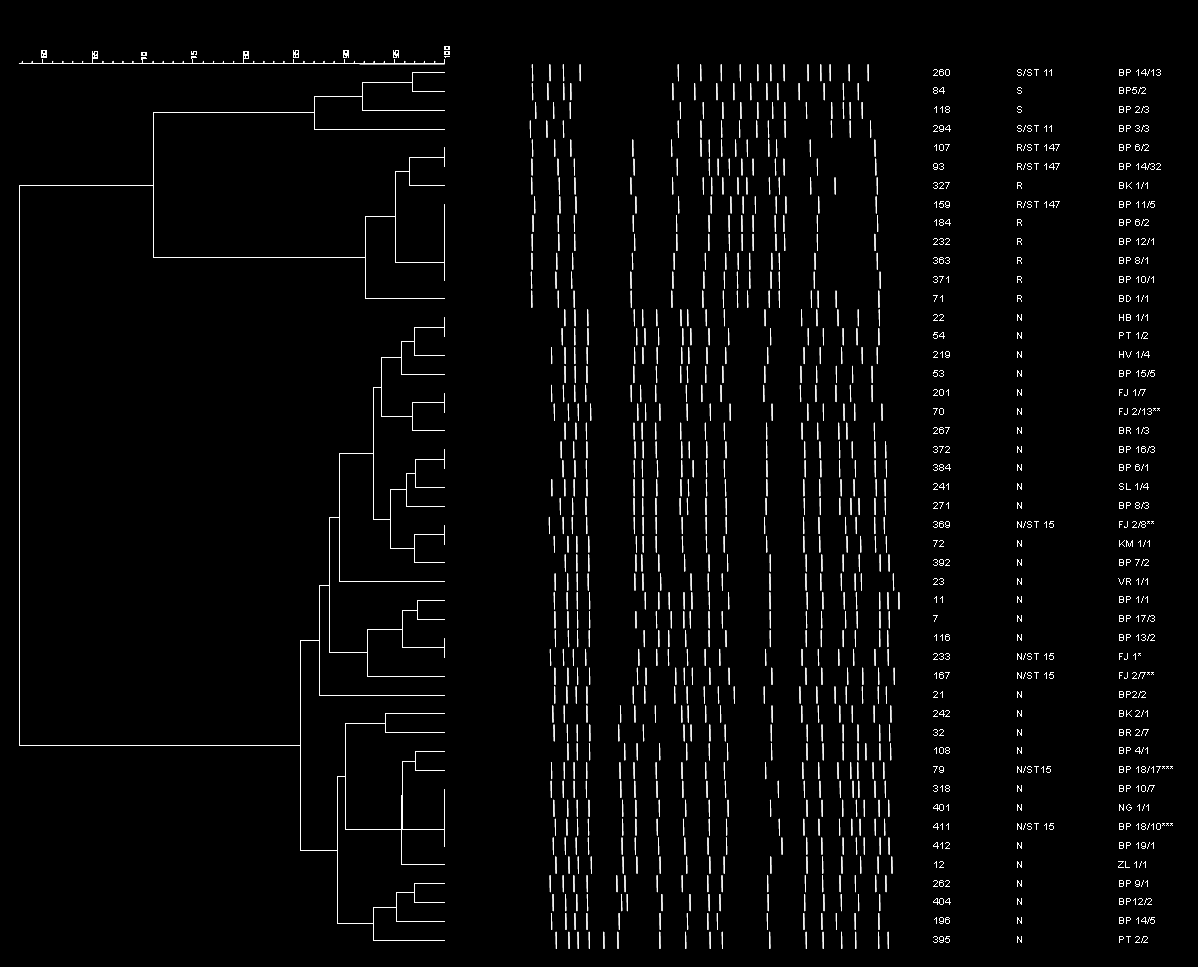 15. ábra. A 35 centrumból származó 196 K. pneumoniae törzs makrorestrikciós profiljának cluster analízise. * HEC prototípusa 2003-ból.
