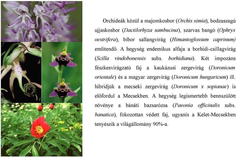 Két impozáns fészkesvirágzatú faj a kaukázusi zergevirág (Doronicum orientale) és a magyar zergevirág (Doronicum hungaricum) ill.