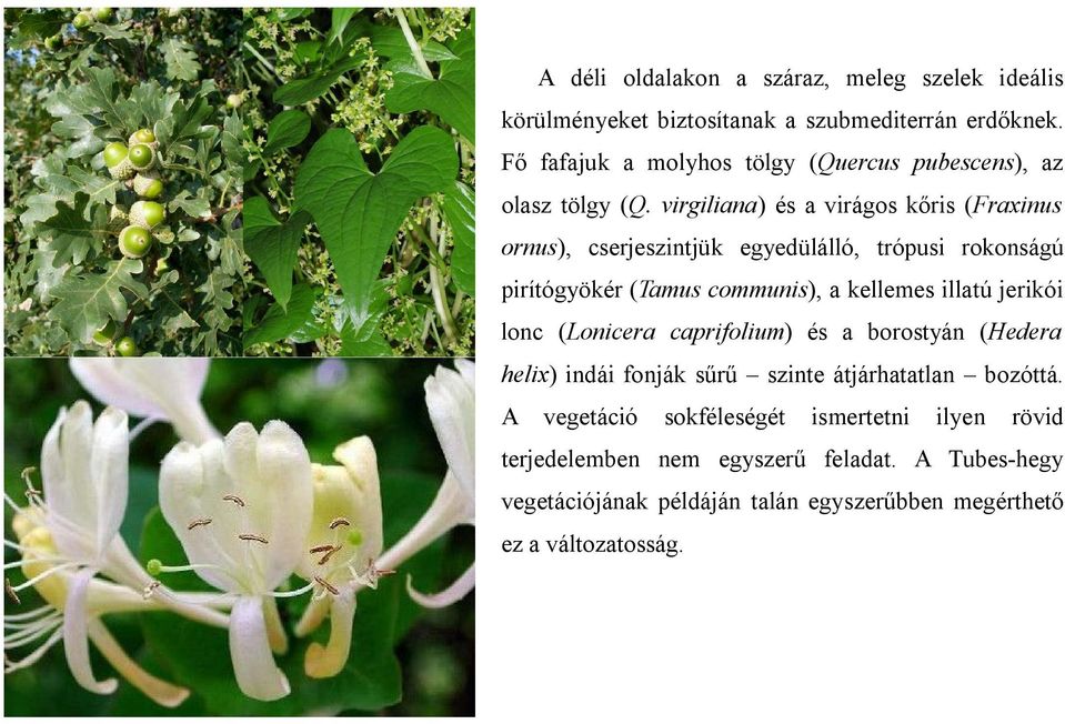 virgiliana) és a virágos kőris (Fraxinus ornus), cserjeszintjük egyedülálló, trópusi rokonságú pirítógyökér (Tamus communis), a kellemes illatú