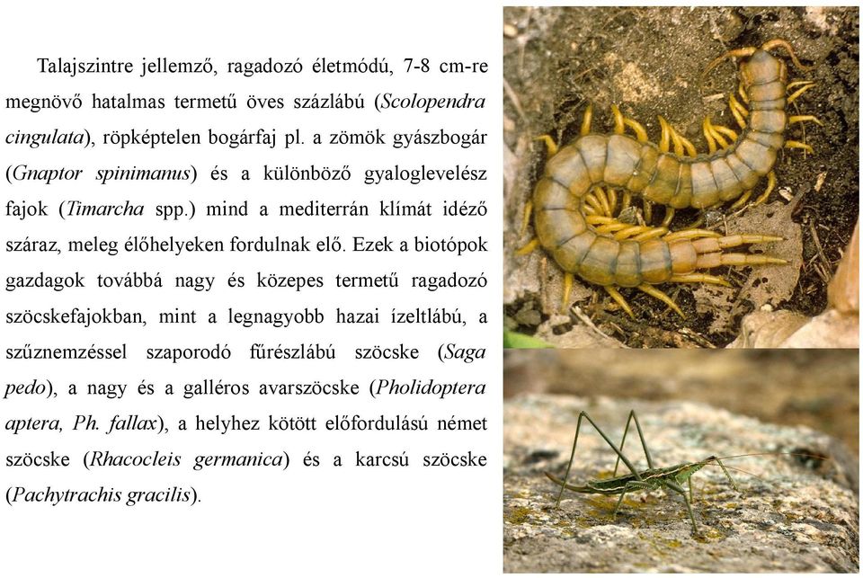 Ezek a biotópok gazdagok továbbá nagy és közepes termetű ragadozó szöcskefajokban, mint a legnagyobb hazai ízeltlábú, a szűznemzéssel szaporodó fűrészlábú szöcske