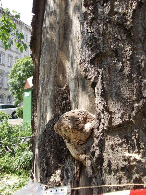 Fa kódja: 005 4 m 7 cm 80 cm 5 cm,5 Körbeaszfaltozott fahelyben, gyökérnyakban a délnyugati oldalon tapló múmia A délkeleti oldalon kéreghiányos, a területet taplók múmiái és élő termőtestei borítják.