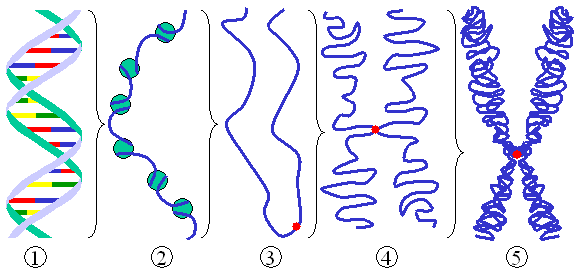 (1) Egyszerű DNS szál. (2) Kromatin szál ( hisztonokkal). (3) Kondenzált kromatin centromerrel.
