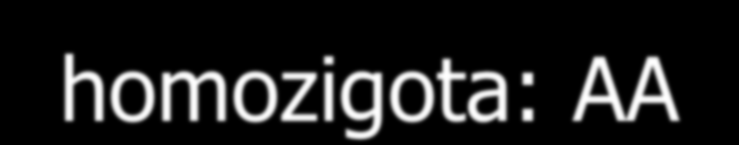 GENOM GÉN: információs és működési egység (DNS szakasz) fehérje GÉNVÁLTOZAT=