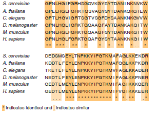 Molekuláris hasonlóság az élővilágban DNS és RNS építőkövek (T-U) Genetikai kód univerzális Fehérjék