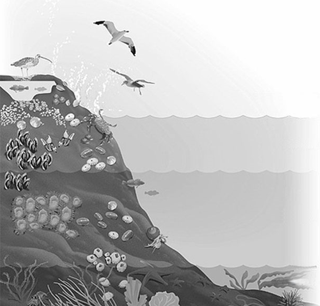 24/32 *M15142112M24* 6. Obrežni pas / Parti szakasz Slika prikazuje del ekosistema obrežnega pasu morja litorala.