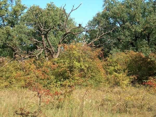 Homoki erdők Nyáras-borókások, jellemzően a Duna-Tisza köze területén találhatók, lombkoronaszintet a nyárfák, cserjeszintet a boróka képviseli. Kialakulásuk a legeltetésnek köszönhető. http://www.