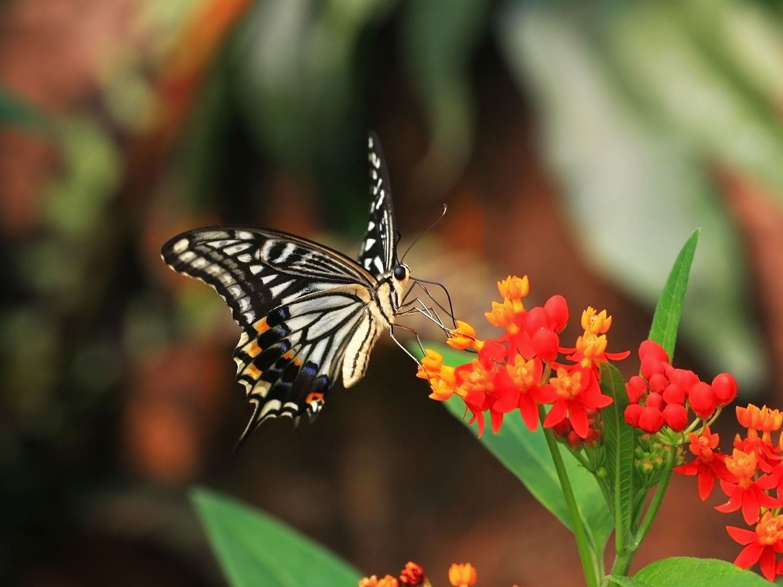 Fotóreceptorok normalizált spektrális érzékenysége ember házi galamb 1 házi méh seregély Papilio xuthus Papilio xuthus 2A keskenysávú receptorok UV ultraibolya V ibolya NB keskeny kék SG egycsúcsú