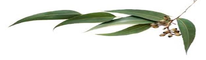 Eucalypti folium Eukaliptuszlevél Tartalmaz: illóolajat (0,3-3,5%) cserzőanyagot flavonoidok diterpén keserűanyagot Illóolaj