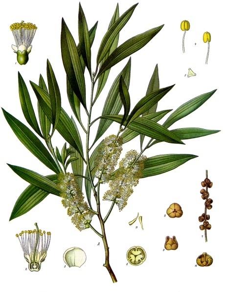 Melaleuca alternifolia (Maiden & Betche) Cheel Myrtaceae Melaleucae folium Teafalevél A Ph. Hg. VIII.-ban hivatalos illóolaj a M. linarifolia és M.
