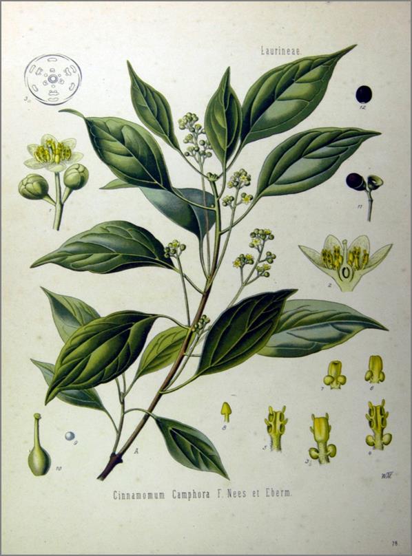 szafrol, eugenol), utána frakcionált desztillációval vagy szublimációval történő izolációval D-kámfor : a Lauraceae fajaiban