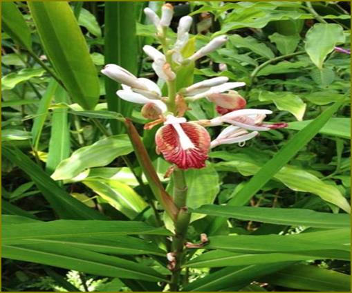 Cardamomi fructus kardamom termés Tartalmaz: - illóolajat (2-8%) - zsírosolajat - keményitőt Illóolaj összetevői: -