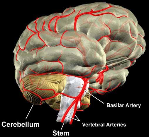 Az agyi metabolizmus, és a vérkeringés