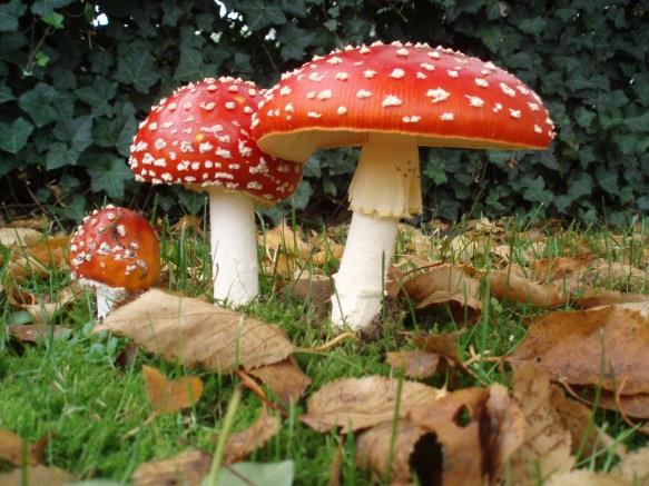 Muszcimol, iboténsav légyölő galóca (Amanita muscaria), párducgalóca (Amanita pantherina) sámánok használták (finnugor törzsek, Szibéria) iboténsav