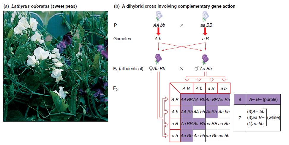 Többtényezős öröklésmenet Több gén kölcsönhatása: komplementaritás Szagos bükköny (Lathyrus odoratus) virágának színe