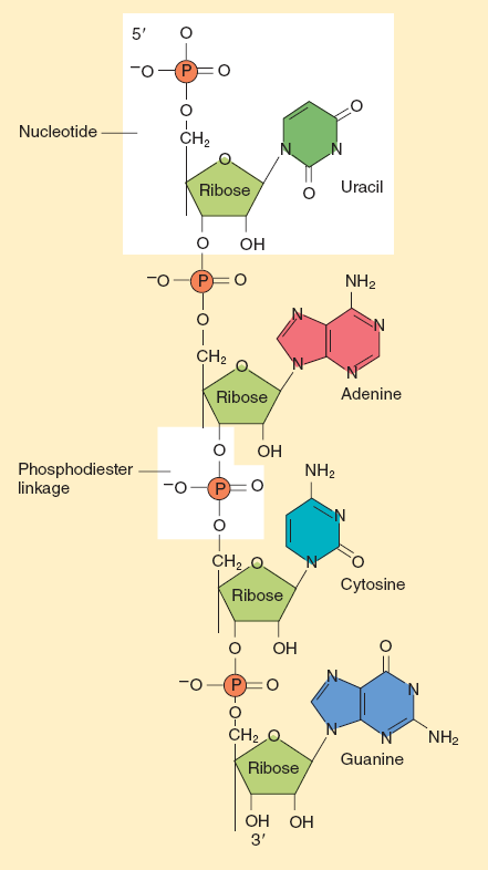 Ribonukleinsavak, RNS Cukor-foszfát gerinc (foszfodiészter kötés) A, G, C, U 5 3