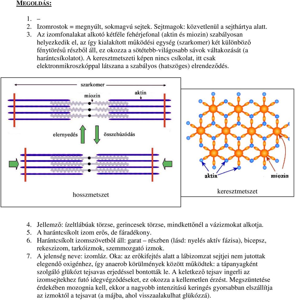 sötétebb-világosabb sávok váltakozását (a harántcsíkolatot). A keresztmetszeti képen nincs csíkolat, itt csak elektronmikroszkóppal látszana a szabályos (hatszöges) elrendeződés.