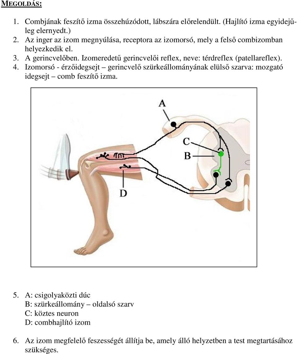 Izomeredetű gerincvelői reflex, neve: térdreflex (patellareflex). 4.