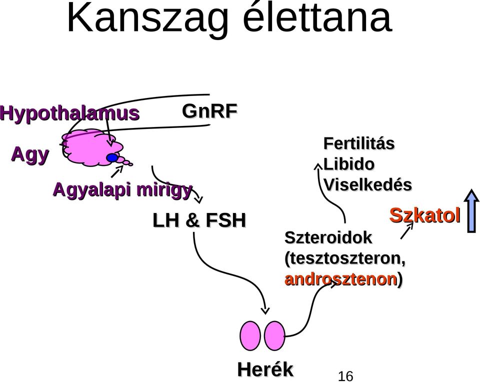 Viselkedés Szteroid teroidokok (tesztos