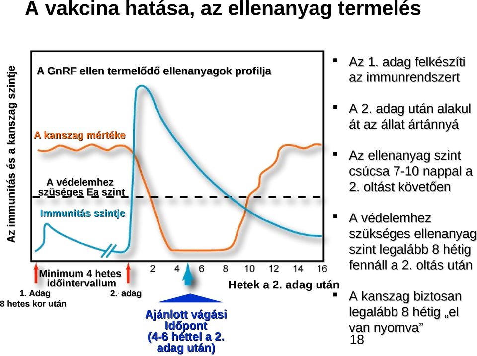 adag után) Hetek a 2. adag után Az 1. adag felkészíti az immunrendszert A 2.