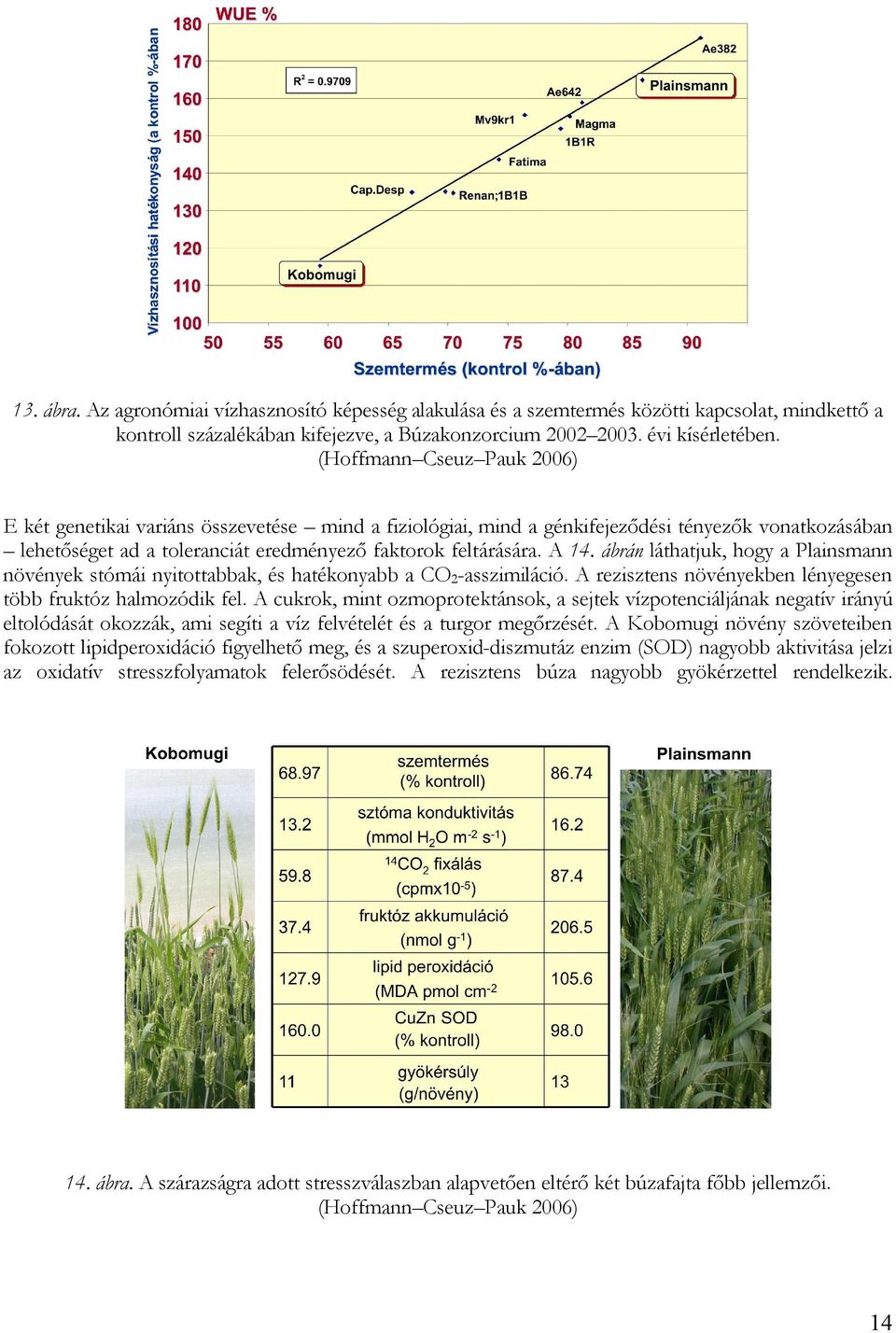 ábrán láthatjuk, hogy a Plainsmann növények stómái nyitottabbak, és hatékonyabb a CO 2-asszimiláció. A rezisztens növényekben lényegesen több fruktóz halmozódik fel.