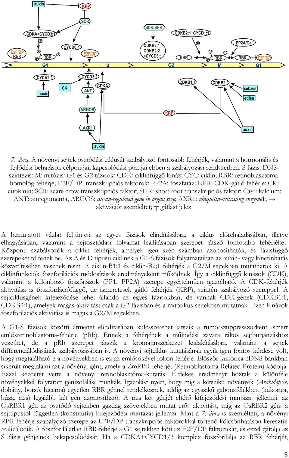 DNSszintézis; M: mitózis; G1 és G2 fázisok; CDK: ciklinfüggő kináz; CYC: ciklin; RBR: retinoblasztómahomológ fehérje; E2F/DP: transzkripciós faktorok; PP2A: foszfatáz; KPR: CDK-gátló fehérje; CK: